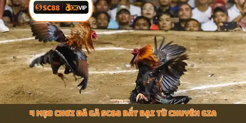 4 mẹo chơi đá gà SC88 bất bại từ chuyên gia