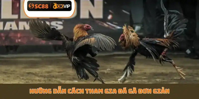 Hướng dẫn cách tham gia đá gà đơn giản